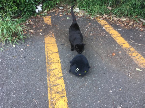 湘南平の黒猫達