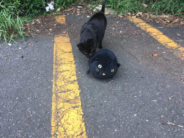 湘南平の黒猫達