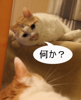鏡,猫