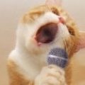 猫,歌う